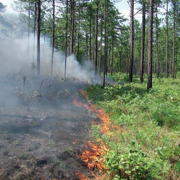 Rethinking Summer Food Plots: The Case for Native Browse and Supplemental Feeding
