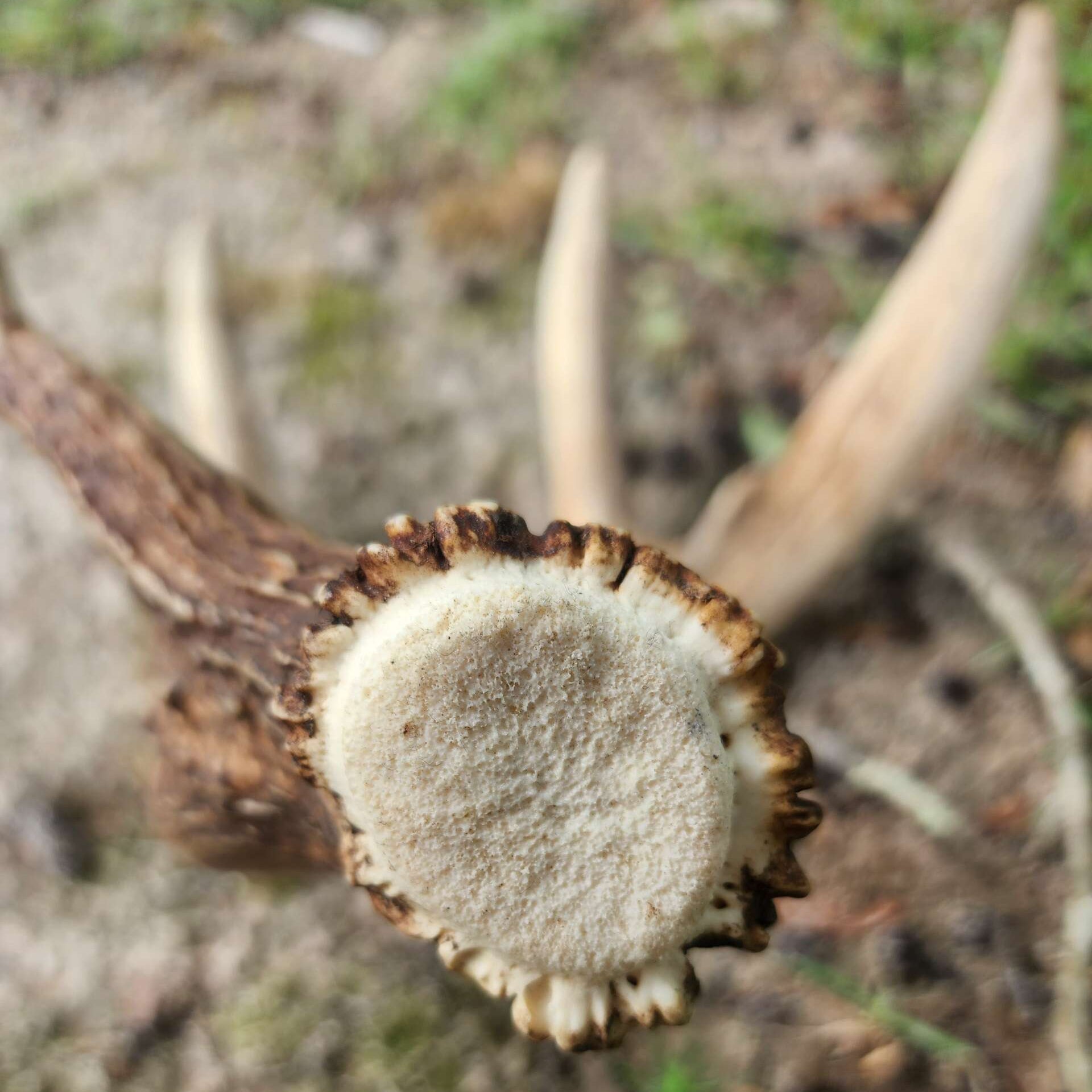 Powering Antler Growth With AntlerXtreme: The Significant Role of Phosphorus