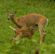 Enhancing Fawn Survival Rates with AntlerXtreme All-N-One Feed