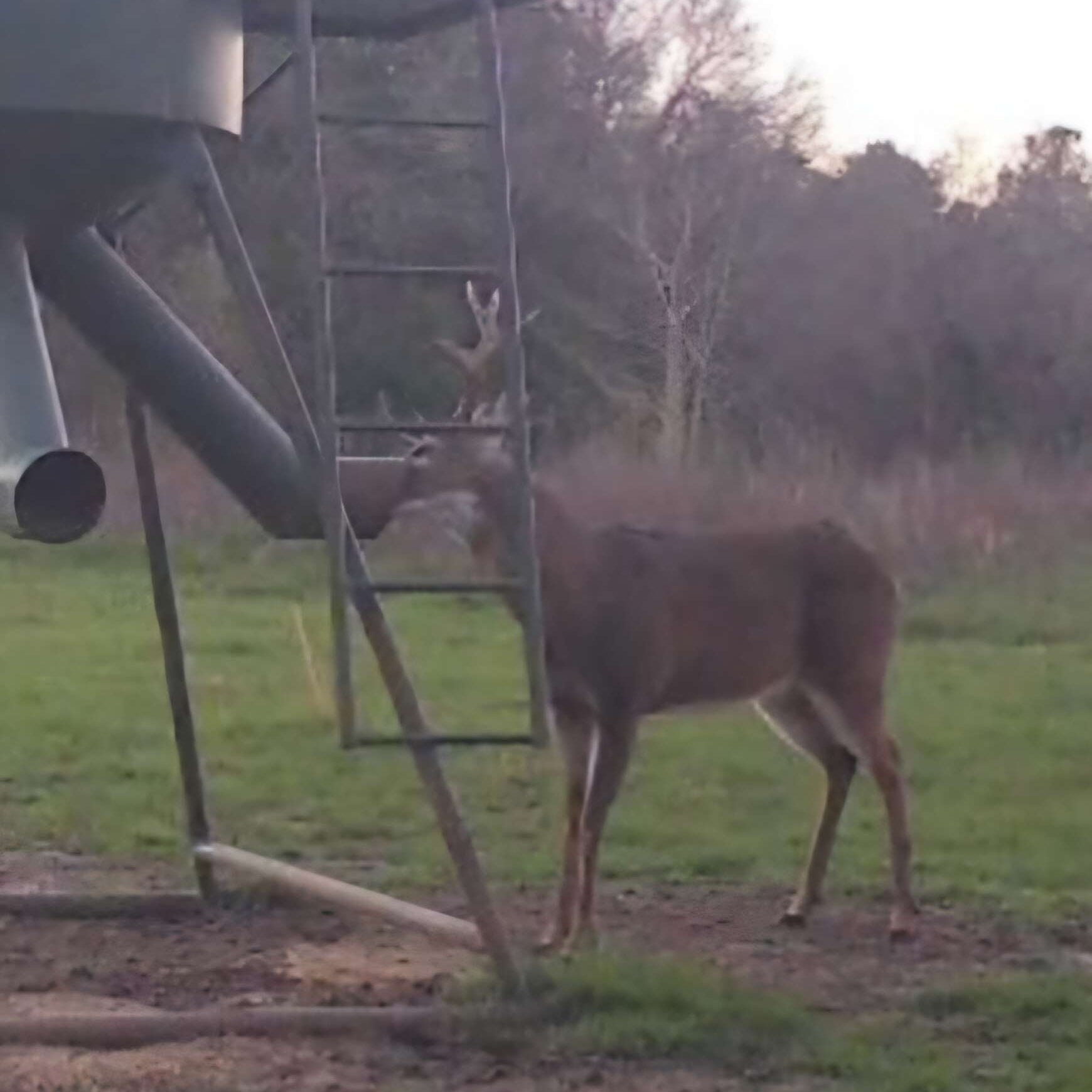 AntlerXtreme Post-Winter Recovery