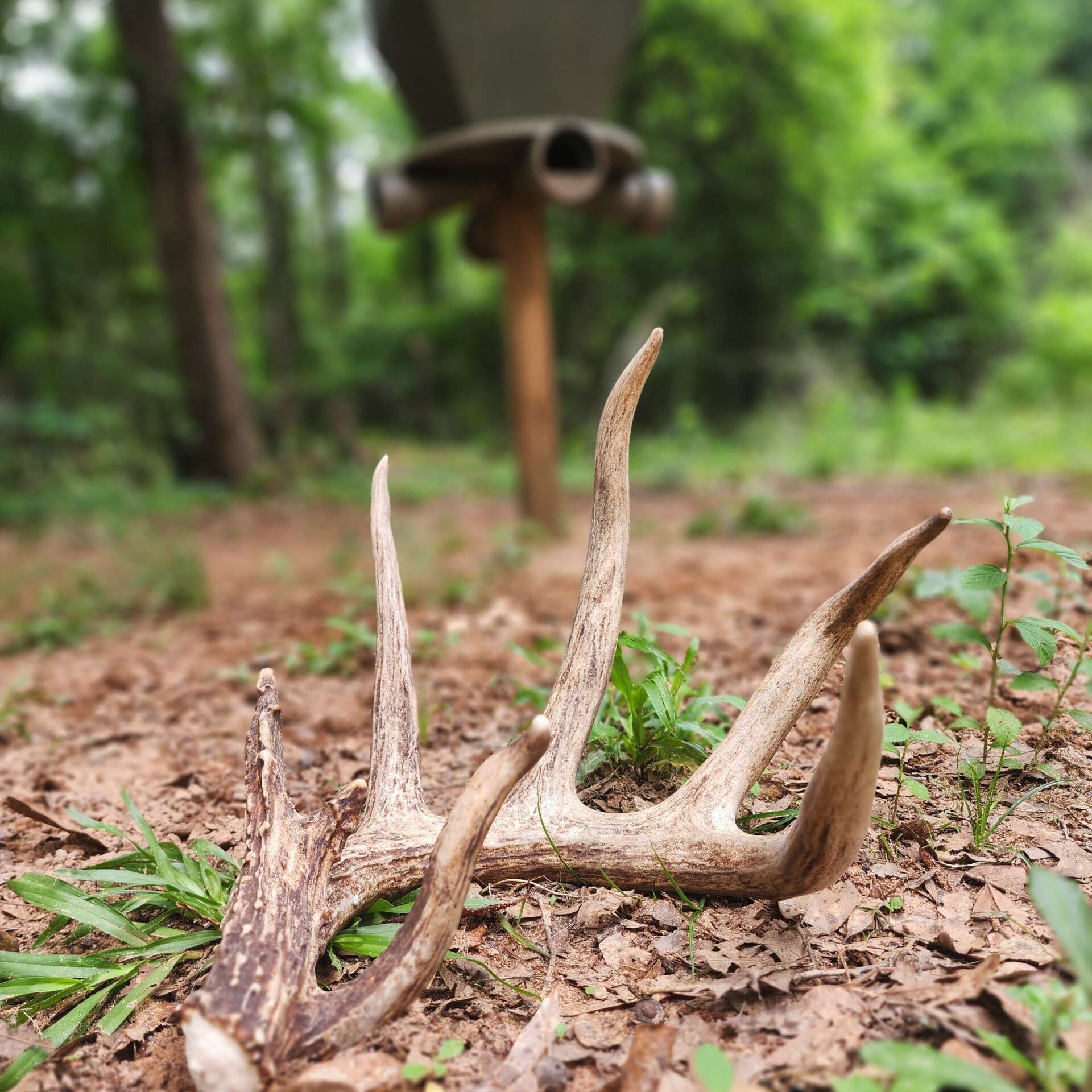 Boosting Antler Growth With AntlerXtreme: The Essential Role of Calcium in Deer Nutrition