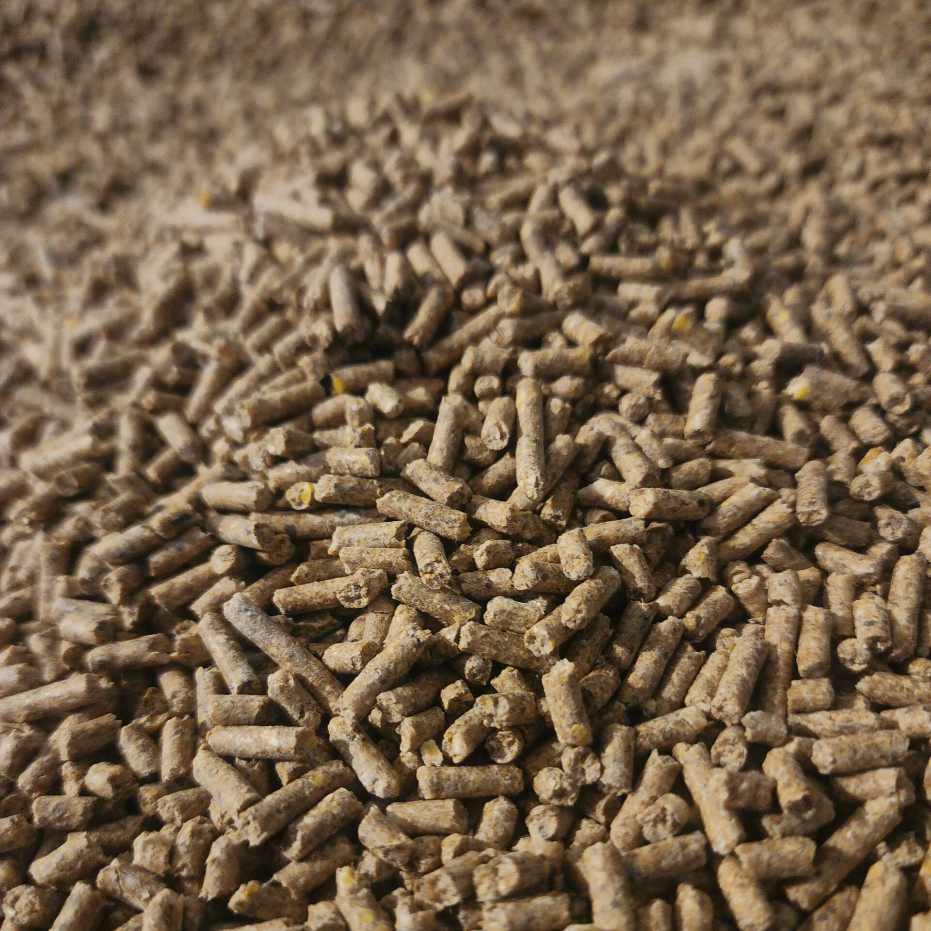 Caramel Flavored Nutrition: Maximizing Deer Intake with AntlerXtreme’s All-N-One Feed