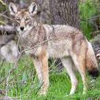 Decoding Nature’s Balance: The Impact of Coyotes on Deer Fawn Populations