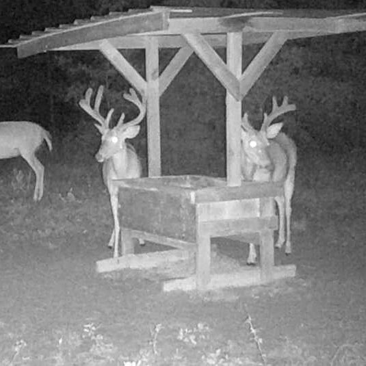 The Role of Genetics, Nutrition, Age in Antler Growth and AntlerXtreme’s Integral Part