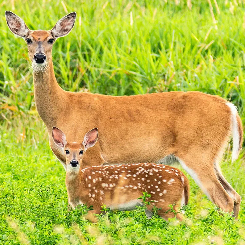 Navigating Seasonal Variations in Nutrient Needs with AntlerXtreme