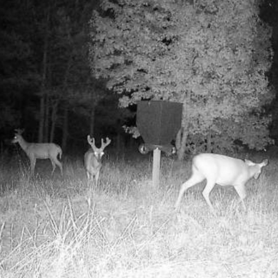 Seasonal Adaptation with AntlerXtreme: Simplifying Deer Nutrition Year-Round