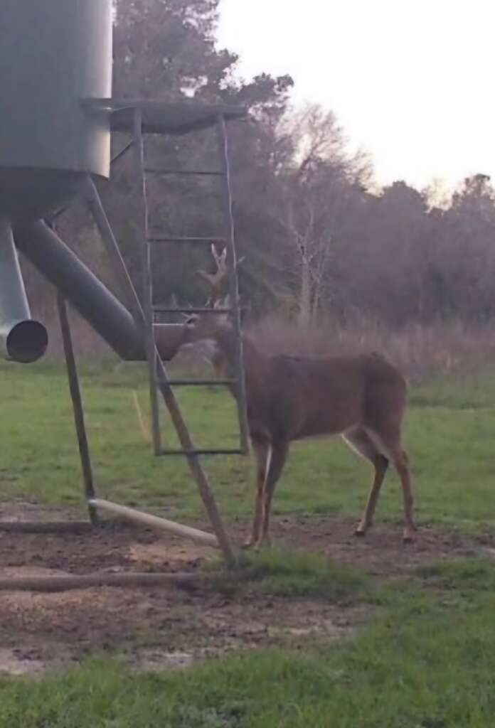 AntlerXtreme Post-Winter Recovery